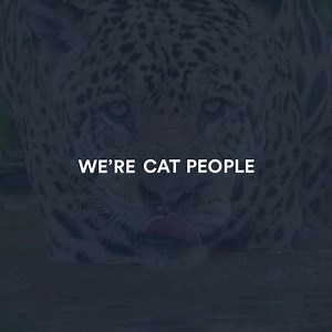 167K views · 2.8K reactions | Cat people are a special breed. We would know. Learn how to protect wild cats with us. | Panthera | Facebook