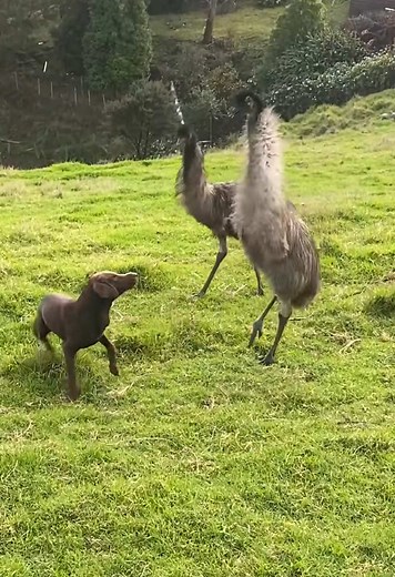 Understanding Emus: Unique Traits and Happy Behaviors