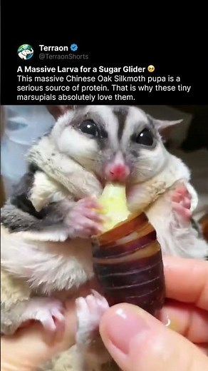 What a Sugar Glider actually eats 🤫