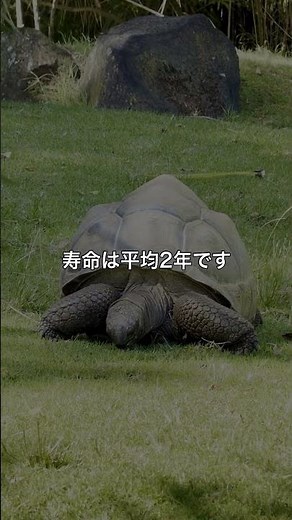 心拍数と寿命の関係、知っていましたか？