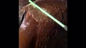 HAVE YOU SEEN ME? The EZ Wash Wand is the EZ-est way to wash and clean a horse, dog, FFA & 4H, fly sheets and masks, bell boots and wraps, blankets, walkways, breeze ways, RV's, Horse trailers and of coarse your pickups as this tool will clean it all!! This wand give you the ability to get to those super hard to reach spots without water running down your armpit and your side, as we have created a non- leak hose bin attachment! We have also added a pressure regulator in the handle do that the wa