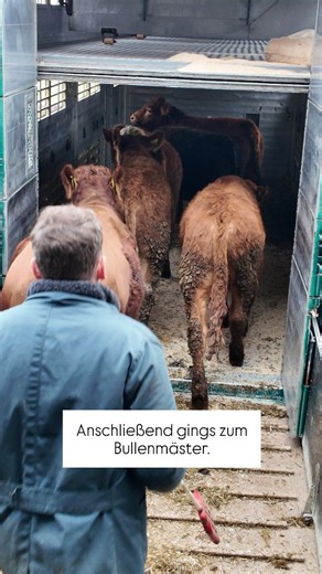 Viehhandlung Hauger on Instagram: "Absetzer verladen für den Bullenmäster. Überwiegend Limousin-Kreuzungen. Zuvor bei Mutterkuhbetrieben gekauft anschließend sortiert und als Gruppe zusammengestellt.... und danach an den Bullenmäster geliefert. Im Video seht ihr nur die erste Gruppe Bullenabsetzer. Willst du die zweite Gruppe auch sehen? Schreib „Ja“ in die Kommentare für Part 2. #bullenmastbetrieb #bullenmast #mutterkuhhaltung #landwirtschaft #viehhandel"