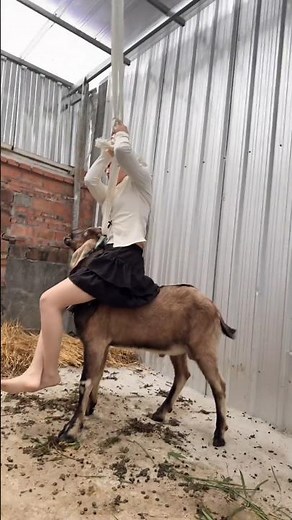 #sheep #骑羊The girl riding a sheep