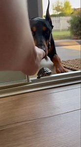 Huge Doberman vs Tiny Turtle: A True Love-Hate Relationship? 😂🐢