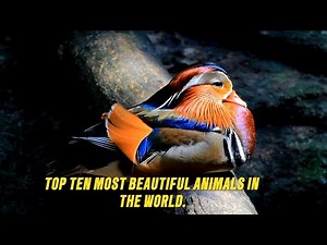 Top Ten most beautiful animals in the world