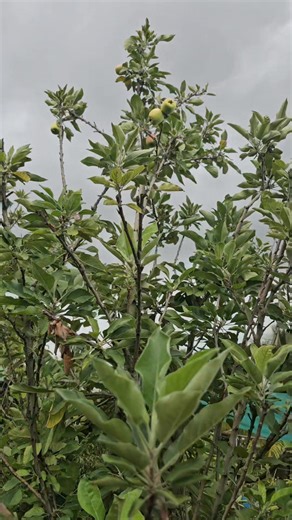 High quality USDA certified Grafted Apple Plants for sale $495 trinidad 🇹🇹 tobago 🇹🇹 call or whatsapp 382-1138 for information an location DELIVERY TOO TOBAGO ALSO available #plants #tobago #trinidad | WE T&T APPLE Orchard