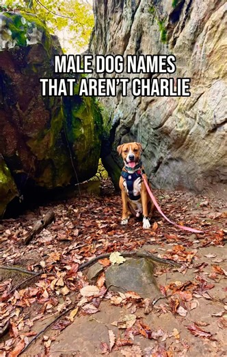 Male dog name ideas