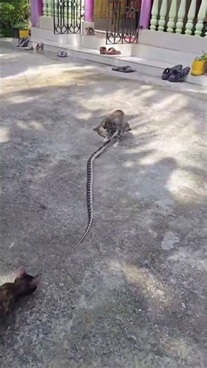 cat fight videos 😭📸💉🫯 #cat #funny #pets #cute #memes #animals #comedy #funnycats #kitten #catfight