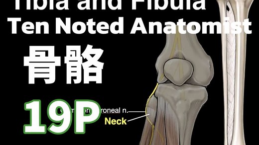 {The Noted Anatomist} 骨骼 | 双语精校