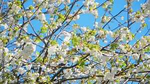 Wild cherry called 'Prunus avium Plena' blossoms on the tree. The branches move in the wind.