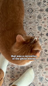 25K views · 2.5K reactions | THE GHOST MEOW IS BACK!!!  Rated G (for ghost) — Viewer discretion is advised… #catvideo #cat #meow #beautynthebean #catmom #funny #loudcat #ghost | Beauty and the Bean | Facebook