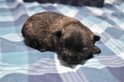 Ophelia - Cairn Terrier Puppy 5BBE45