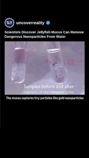 Scientists Discover Jellyfish Mucus Can Remove Dangerous Nanoparticles From Water 🌊 #tech #shorts