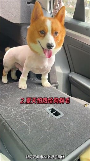 Top 3 Don'ts for Dog Care: Must-Know Tips for Pet Owners