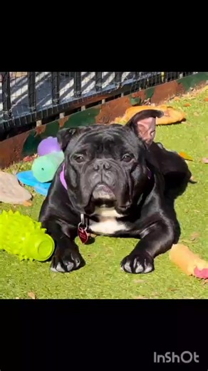 🏡 Dale is Looking for a FOSTER or FOREVER Home – One that Gives Him the Time and Space He Deserves 🐾 Sweet Dale has had a rough start. He was cruelly thrown over a shelter fence with his brother Chip (who’s now adopted and thriving!). Since arriving in Canada, Dale hasn’t been given the decompression time he clearly needs—and deserves. This adorable, short-legged “house hippo” is overflowing with potential, but right now, he needs a quiet, understanding home without young kids or other pets. B