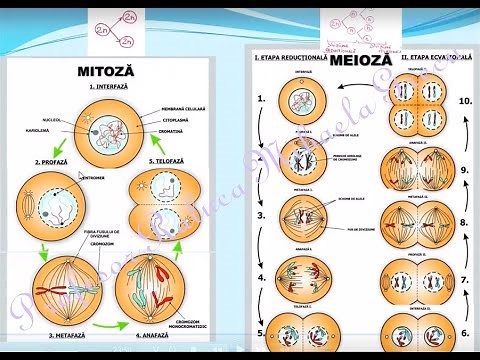 DIVIZIUNEA CELULARA - MITOZA, MEIOZA - Lectii de biiologie clasa a IX-a