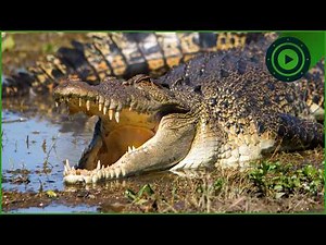 WILD AUSTRALIA | Lethal Wildlife of the Outback | Ultra HD