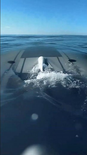 The Manta Ray in Action