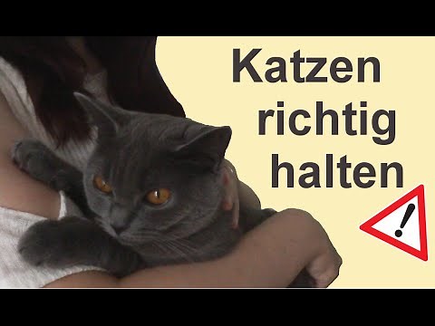 Katzen richtig hochheben, halten und absetzen + No Go's !