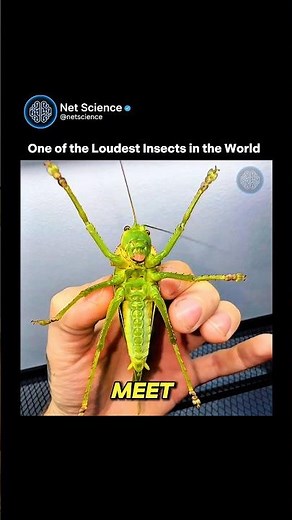 Nature’s Loudest Insect