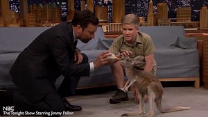 Jimmy Fallon feeds a baby kangaroo on The Tonight Show