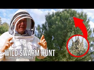 Spring Swarm Traps - Setting Up Old Bee Boxes for New Bees! | The Bush Bee Man