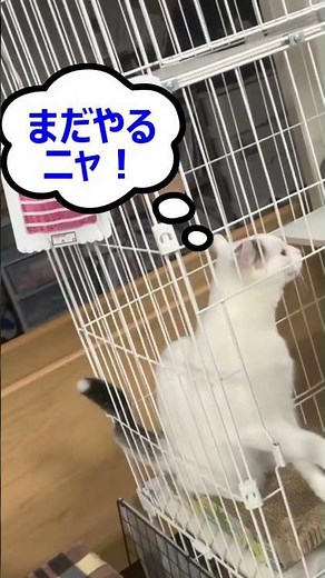 【賢い猫!?】「ハイタッチ」を練習する子猫 #high five #cat