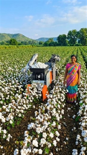 Modern Cotton Farming | Smart Harvesting Technology in Action