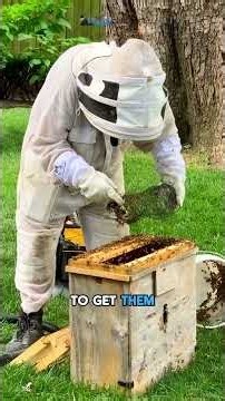 Feral Bee Rescue Part 3: The Grand Finale & Moving to Their New Home!