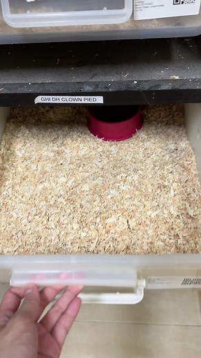 Understanding Recessive Traits in Ball Python Clutches