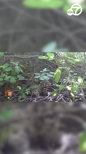 Biologists have found three female mountain lion kittens in the Simi Hills wildlife area. P-113, P-114 and P-115 are all about a month old. Their mom is P-77, a mountain lion that has been tracked by biologists for several years. https://abc7.la/3qaFaUq | ABC7