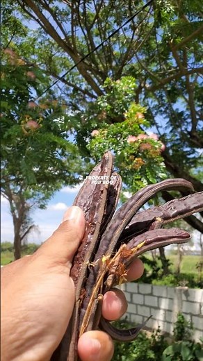 GODRIL FRUIT OF TREMBESI TREE !!️ SAMANEA SAMAN #trembesi #samaneasaman Monkey pod tree #godril