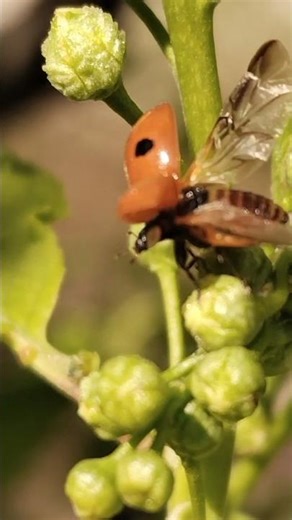 ladybug taking off #livenaturally