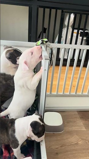 Rope: The Ultimate Puppy Playtime