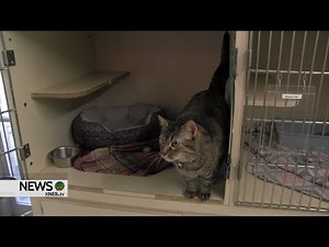 Peekaboo PHS Pet of the Week