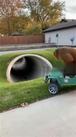 Monkey Rides Toy Car, Falls in Tunnel… Then Comes Running for Revenge 😂🐒💥