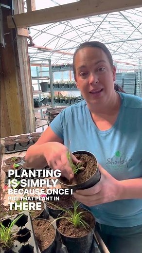 💧🌱 Should You Plant in Moist Soil or Dry Soil?