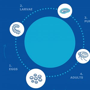 Did you know fleas go through multiple life stages before they become adults? To truly eradicate them, you need to tackle all stages of their life cycle. Our vet experts explain how! Need more tips? Drop your questions below and we can chat about the best flea-fighting strategies👇 | Virbac