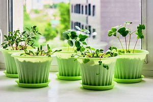 Don’t Know How to Start Growing Edible Plants Indoors? These 5 Tips Will Make It Easy