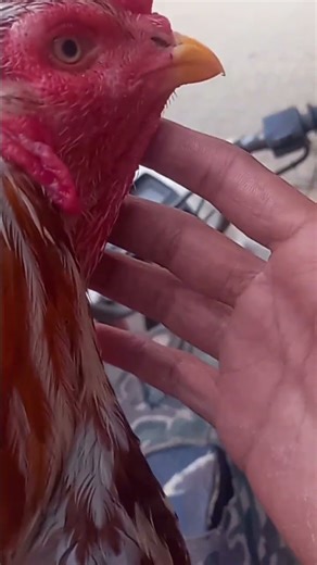 sindhi murga #aseellovers #aseelmurga