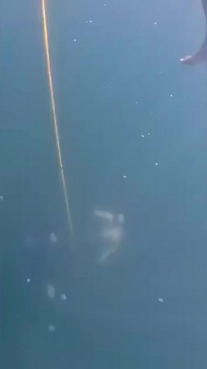 Exploring Freediving Without Gear