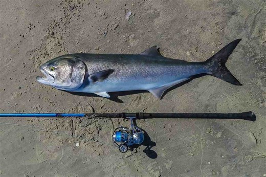 The Best Baits and Techniques to Catch East Coast Bluefish - Game & Fish