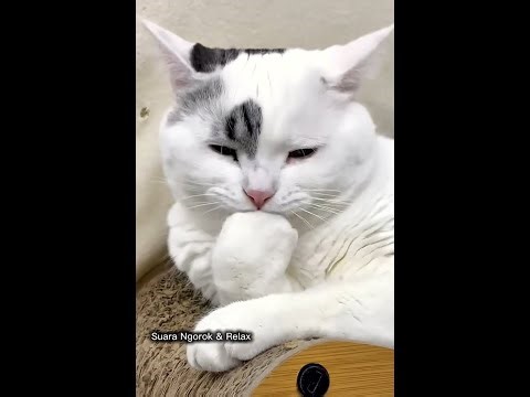🐱 Live Kucing Santai | Cat Relaxing Live | Sleep