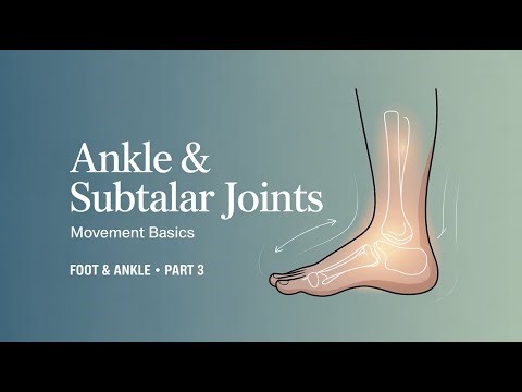 Anatomy of the Foot & Ankle — Part 3 | Ankle & Subtalar Joints Explained