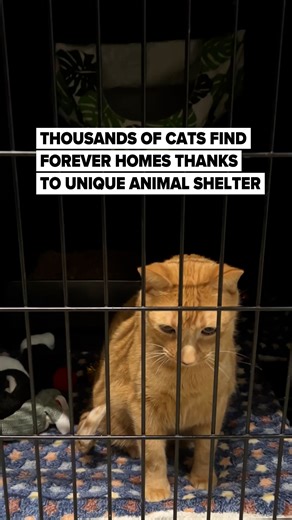 🔗:https://l.mlive.com/ybyk2o The nonprofit, no‑kill shelter Pet Angel of Frankenmuth, MI specializes in cats that often need a little more attention. From bonded pairs and shy personalities to those with medical conditions or past trauma. Founded in 2004, the shelter grew from one family’s effort to help a group of kittens in their backyard and has since placed roughly 3,000 cats into loving homes. Read more through the link in our bio. (Kaytie Boomer | MLive) | MLive.com