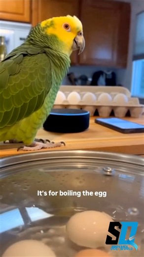 Alexa set alarm for 2 minute? 2 minutes relationship status risky. Bird: what! It's for boiling eggs