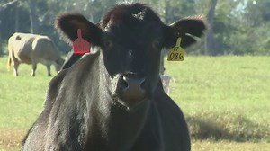 Florida researcher hopes to clear the air about cow burps