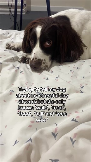 Communicating with My Springer Spaniel: A Hilarious Moment