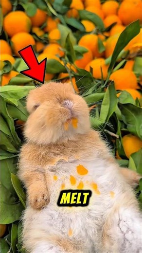 Top 3 Cutest Tiny Animals That Stay Small Forever 😱😨 And It’s Adorable