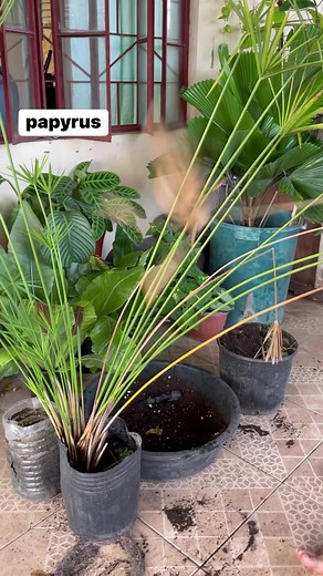 How to transplant this beautiful papyrus plant #reelsfb | Mark of the Jungle Plants